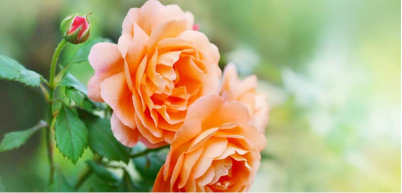 Best roses for pots and containers