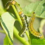 Caterpillars on roses. If you notice caterpillars on your roses which are eating the foliage and causing the leaves to curl it probably rose sawfly which is not a caterpillar.