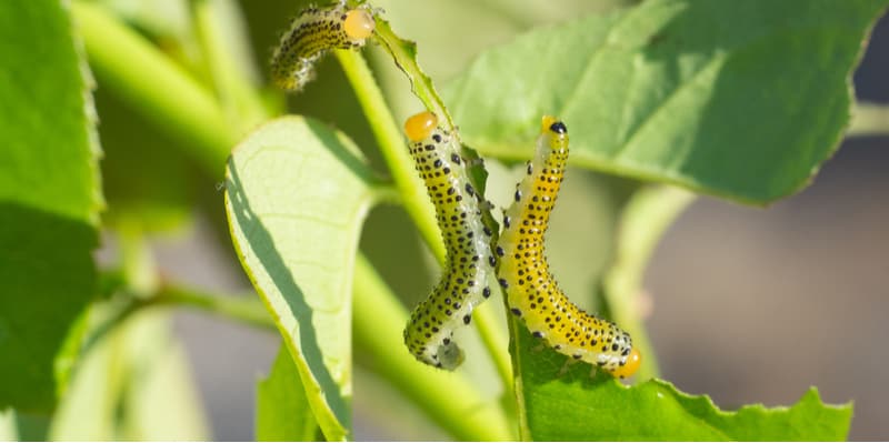 Caterpillars on roses. If you notice caterpillars on your roses which are eating the foliage and causing the leaves to curl it probably rose sawfly which is not a caterpillar.