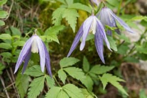 Clematis Pamela Jackman
