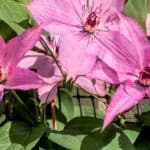 Clematis wilt and treating and preventing it