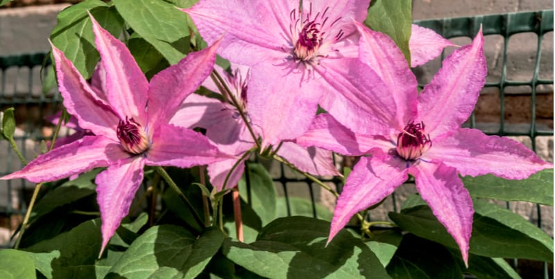 Clematis wilt and treating and preventing it