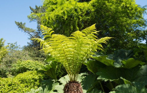 Dicksonia antarctica