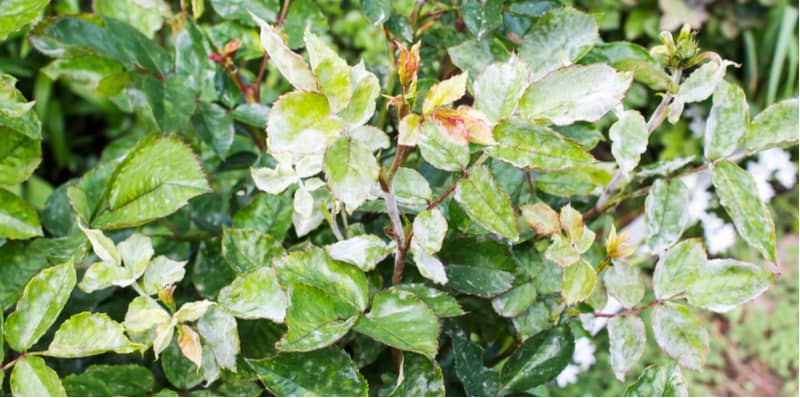 Roses are stunning but there are a few different rose diseases you should be aware of. In this guide, we look at the different diseases and how to prevent them