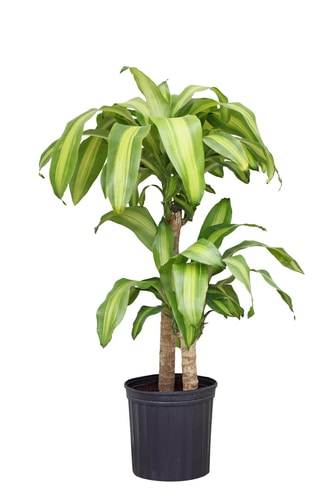 Dracaena Fragrans