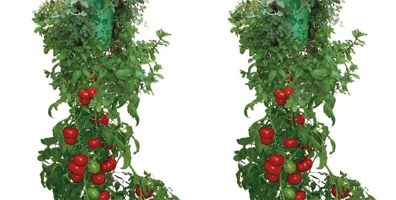 An interesting way to grow tomatoes which are becoming popular is in upside-down hanging baskets. Learn how to Grow tomatoes upside down in a hanging basket.