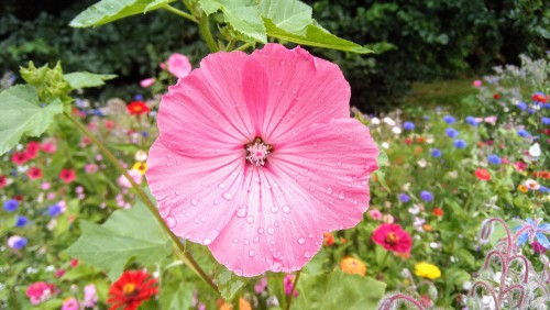 Growing wild flowers