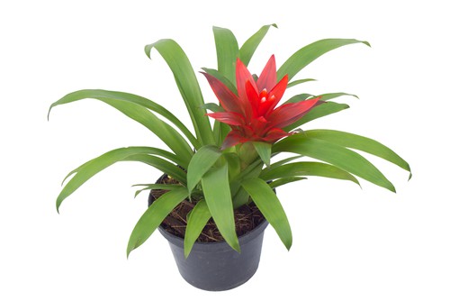 Guzmania Bromeliad