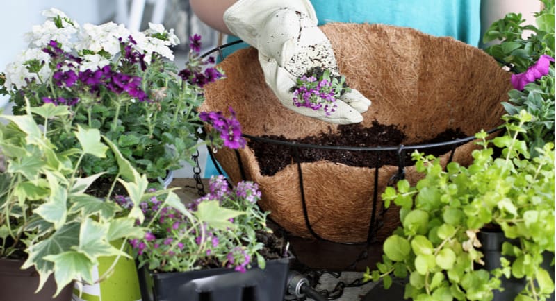 In this step by step guide, we look at how to make and plant hanging baskets from using moss in a wireframe to choosing the plants and planting them correctly.