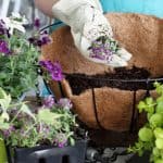 One question we get asked often is, How many plants do you put in a hanging basket? - if your planting using 9cm pot plants, start with 3-5 plants.