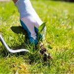 How to get rid of lawn weeds including daisies, clover and dandelions. We talk about manual weeding using weed pullers and other tools to weed killers for lawns