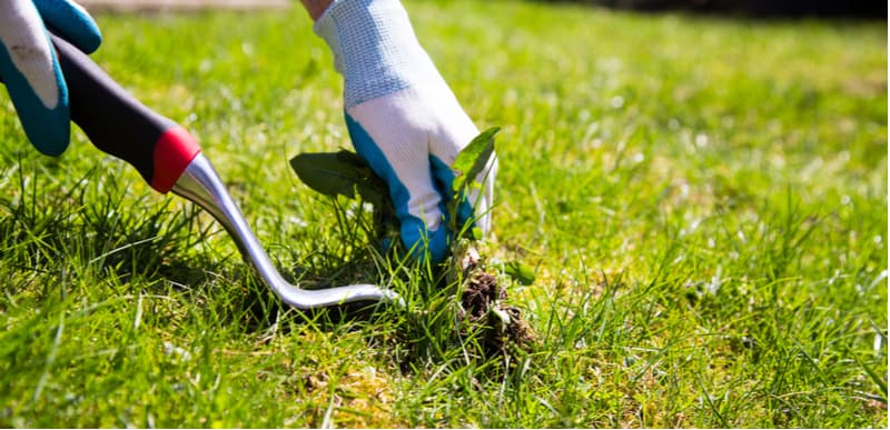 How to get rid of lawn weeds including daisies, clover and dandelions. We talk about manual weeding using weed pullers and other tools to weed killers for lawns