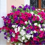 In this article, we look at how to grow petunias in hanging baskets which includes everything from planting tips and using water-retaining granules to care.