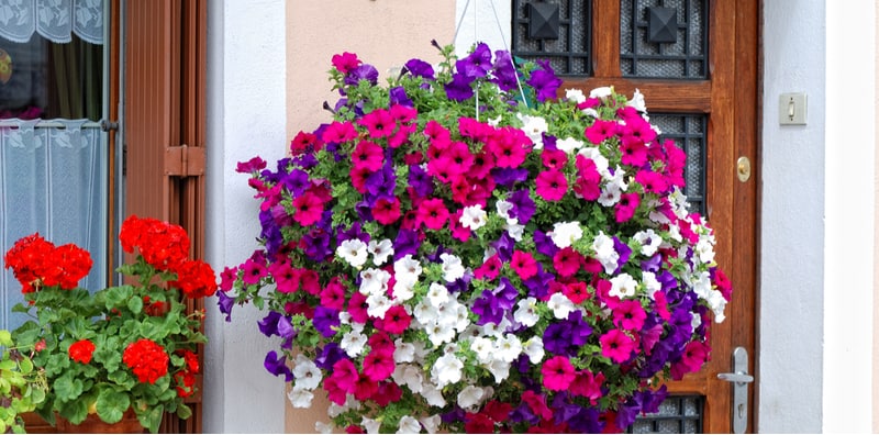 In this article, we look at how to grow petunias in hanging baskets which includes everything from planting tips and using water-retaining granules to care.