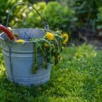 We look a how to kill weeds permanently with homemade weed killers which use vinegar, bleach, salt as well as some effective professional weed killers available