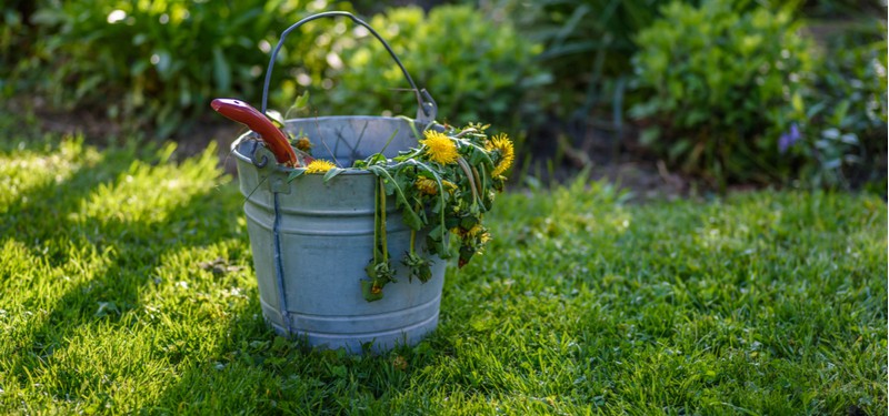 We look a how to kill weeds permanently with homemade weed killers which use vinegar, bleach, salt as well as some effective professional weed killers available