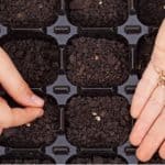 If you want to germinate seedling it starts with using good quality seed compost. in this step guide, we explain how to make seed compost for starting seedling