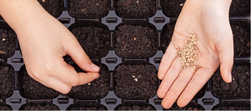 If you want to germinate seedling it starts with using good quality seed compost. in this step guide, we explain how to make seed compost for starting seedling