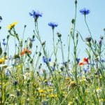 How to prepare the ground for wildflowers