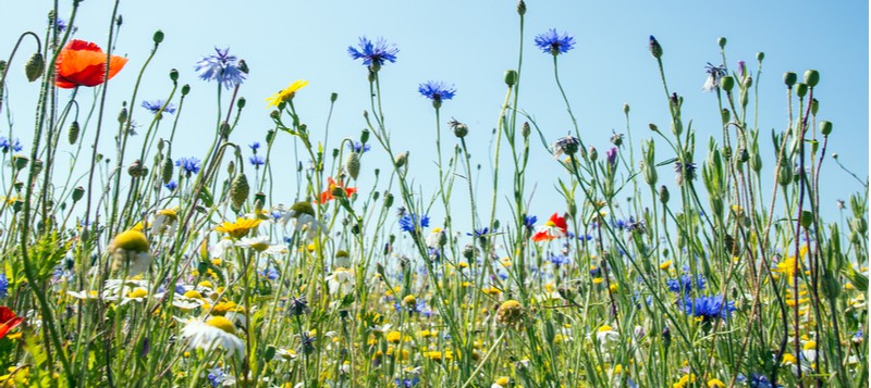 How to prepare the ground for wildflowers