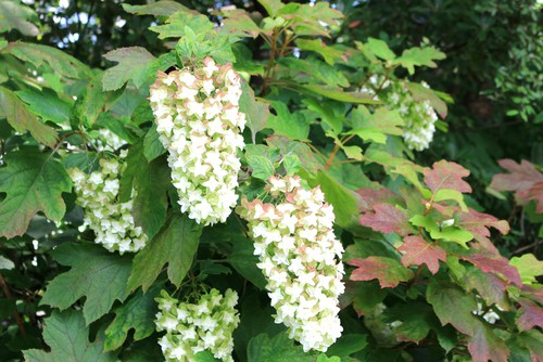 Hydrangea quercifolia