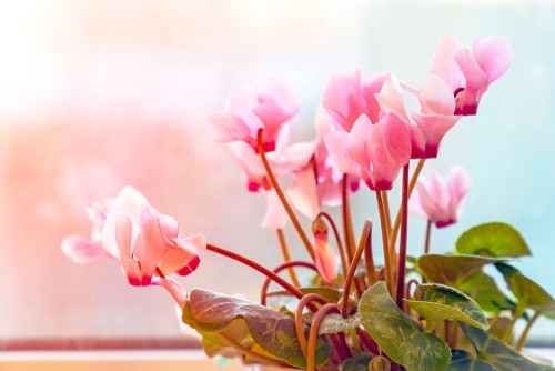 Indoor Cyclamen