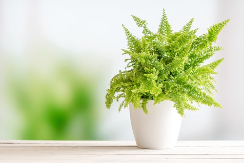 Boston Fern