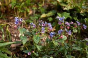 Pulmonaria officinalis