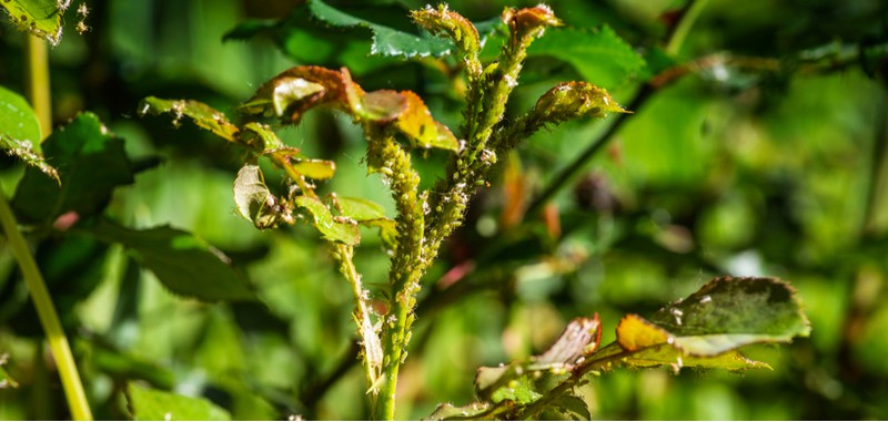 There are many pests that attach rose bushes from greenfly to more serious pests like Sawfly and rabbits and deer. Learn more about what is attacking your roses