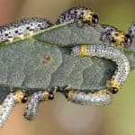 Sawfly eating leaves in Gooseberry