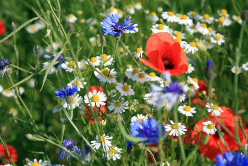 Types of wildflowers