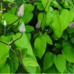 We look ar why your clematis has not flowered and how to encourage flowering. There are a few reasons from too much fertiliser to incorrect pruning.