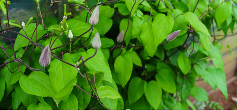 We look ar why your clematis has not flowered and how to encourage flowering. There are a few reasons from too much fertiliser to incorrect pruning.