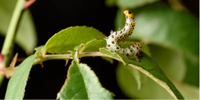 In this article, we look at a common problem with roses which is why are the leaves curling on my rose bush. It's a problem commonly sawed by Sawfly.