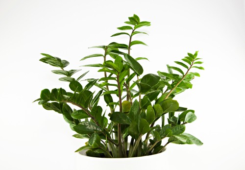 Zamioculcas