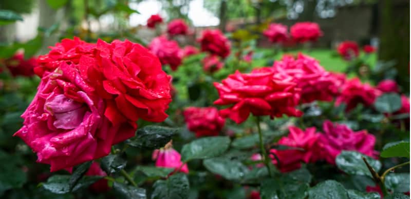 We look at how to revive a wilting rose by identifying the causes and how to treat them to help your rose recover. Learn how to treat a rose with wilting leaves