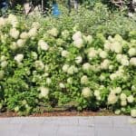 You can use most hydrangeas for making a hedge, some varieties are better suited for certain situations. Learn more about which varieties are best for hedging.