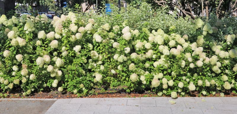 You can use most hydrangeas for making a hedge, some varieties are better suited for certain situations. Learn more about which varieties are best for hedging.