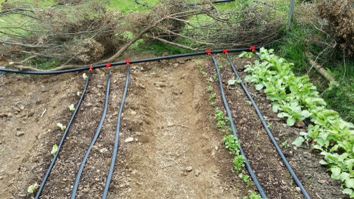 Designing-a-drip-system-layout