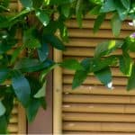 Evergreen climbing plants for fences