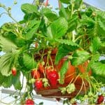 Growing vegetables and fruit in hanging baskets