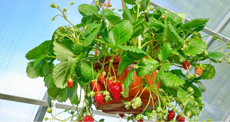 Growing vegetables and fruit in hanging baskets