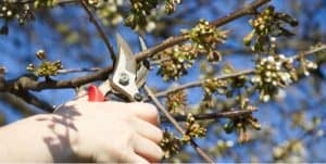 Young Cherry trees don't need pruning but after a few years is recommended you prune around July to keep the tree open and not too tall. Learn how to prune cherry trees