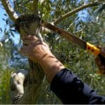 Olive trees are slow growers and require minimal pruning as the fruit on 1-year-old branches so prune at the end of spring. Learn how to prune olive trees now