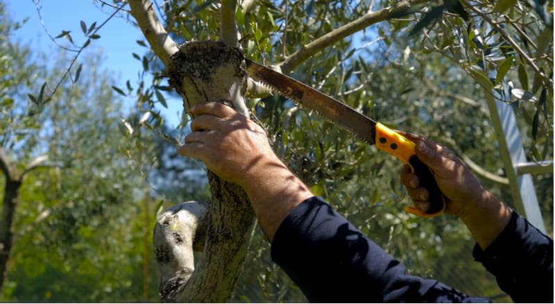 Olive trees are slow growers and require minimal pruning as the fruit on 1-year-old branches so prune at the end of spring. Learn how to prune olive trees now