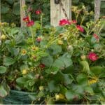 How to care for strawberry plants in hanging baskets