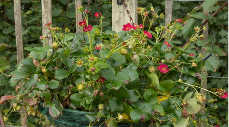 How to care for strawberry plants in hanging baskets