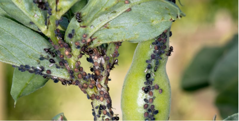 Blackfly can be a problem when growing broad beans so in this guide we explain how to control Blackfly on broad beans. We look at preventative measures and more