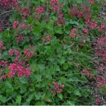 How to divide heuchera