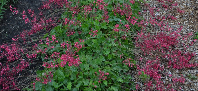 How to divide heuchera